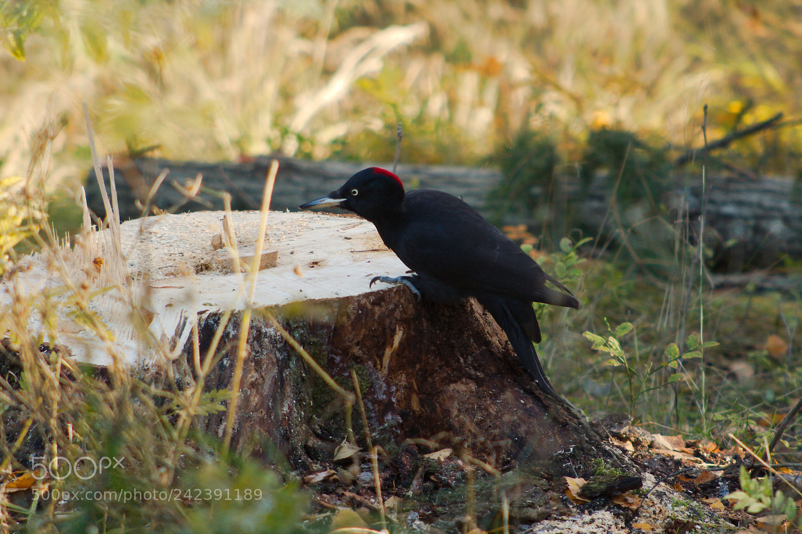 Canon EOS 350D (EOS Digital Rebel XT / EOS Kiss Digital N) sample photo. Black woodpecker photography