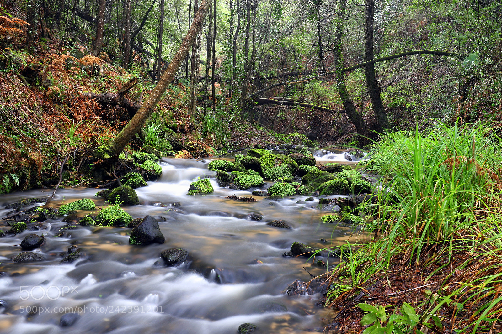 Canon EF 24-70mm F4L IS USM sample photo. Forest photography