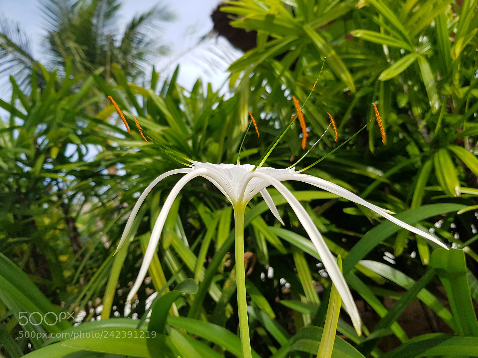 Samsung Galaxy S8+ sample photo. Untitled photography