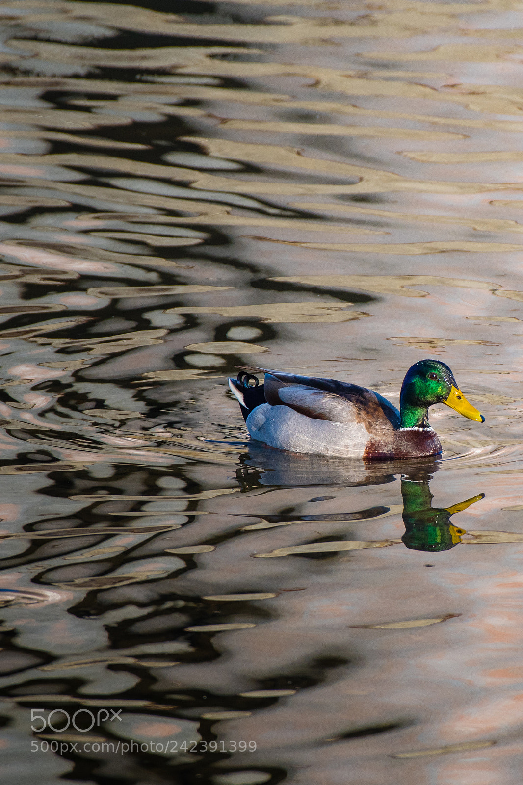 Nikon D500 sample photo. Untitled photography