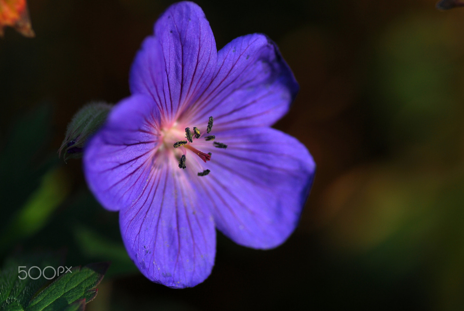Nikon D200 sample photo. Winter geraniaceae photography