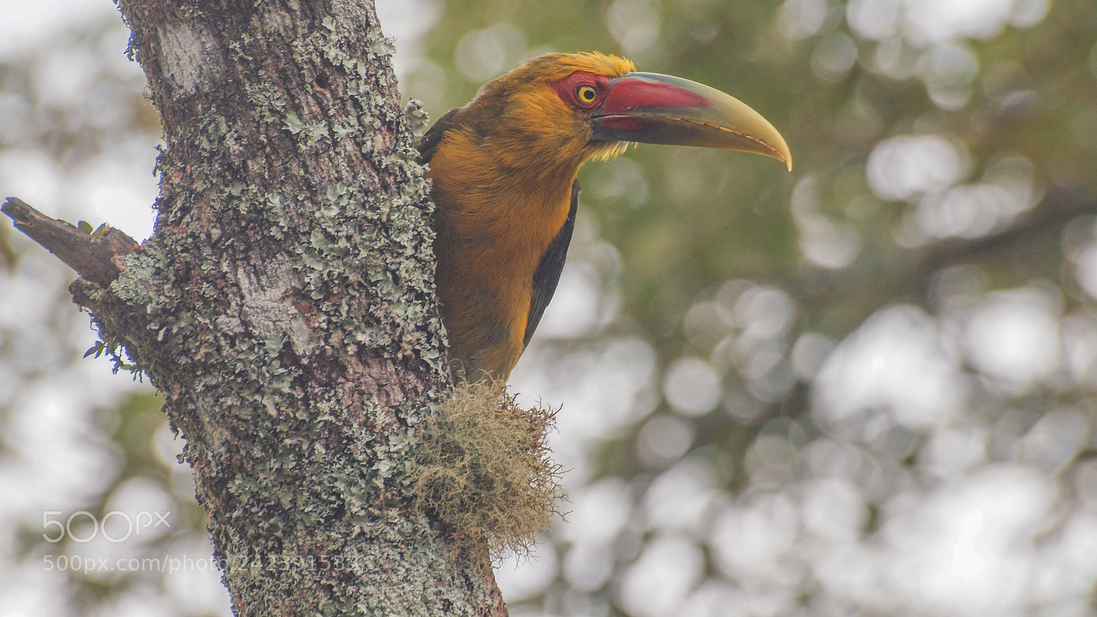 Olympus E-620 (EVOLT E-620) sample photo. Saffron toucanet photography