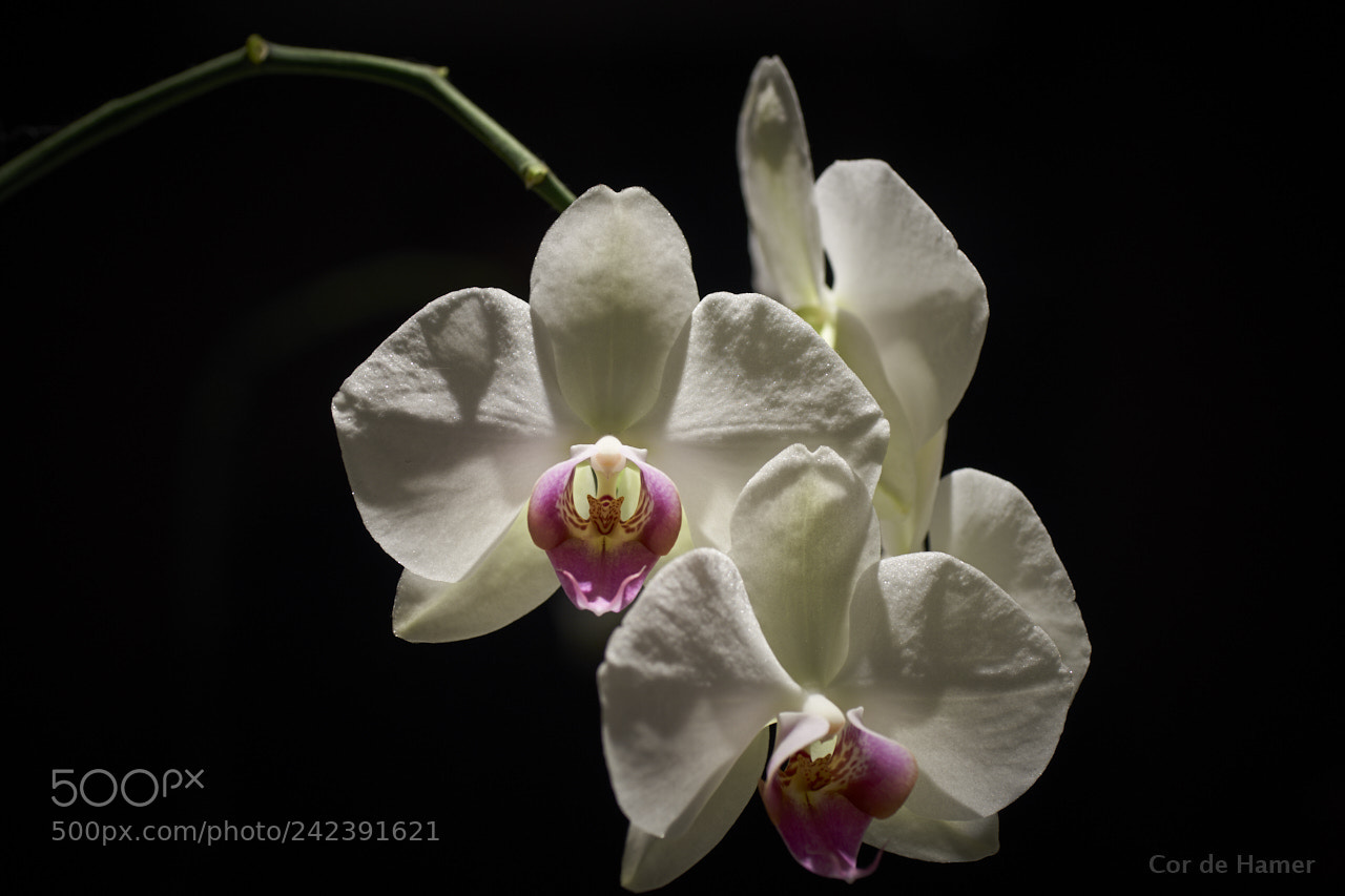 Sony SLT-A99V sample photo. White orchid photography