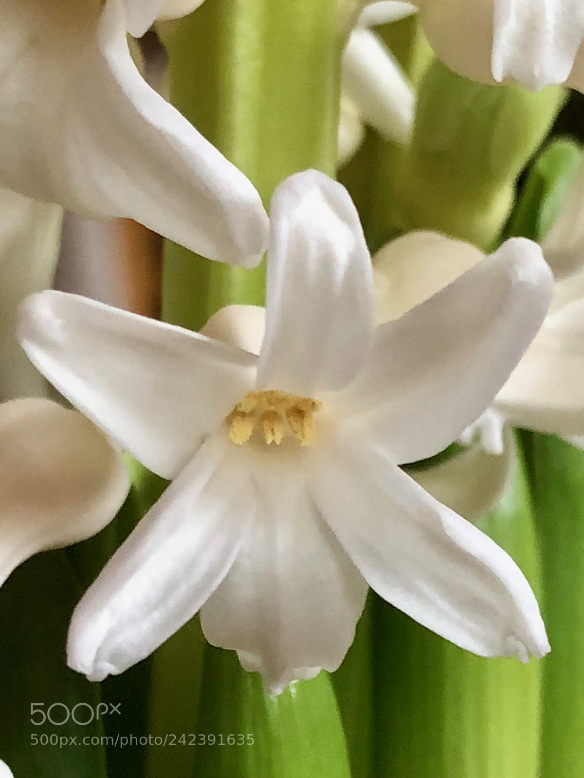 Apple iPhone 8 sample photo. Petite fleur de jacinthe photography