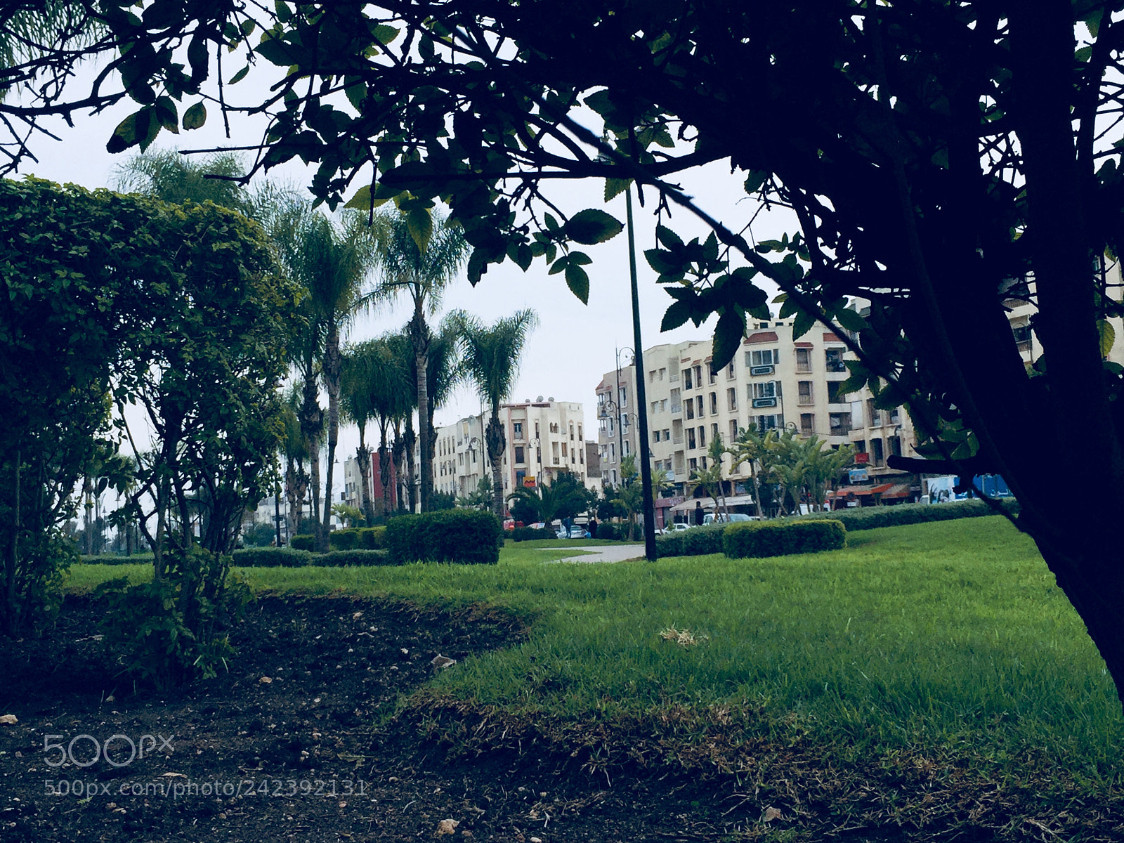 Apple iPhone 6 Plus sample photo. Untitled photography