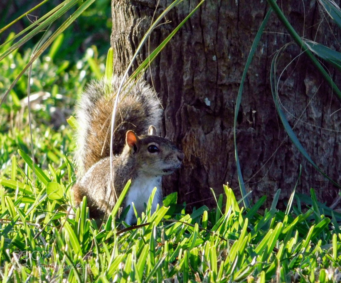 Nikon Coolpix B500 sample photo. Squirrel photography