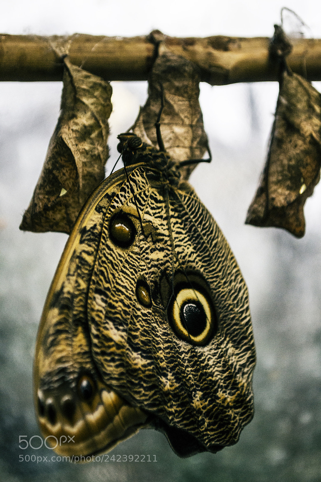 Nikon D3100 sample photo. Butterfly photography
