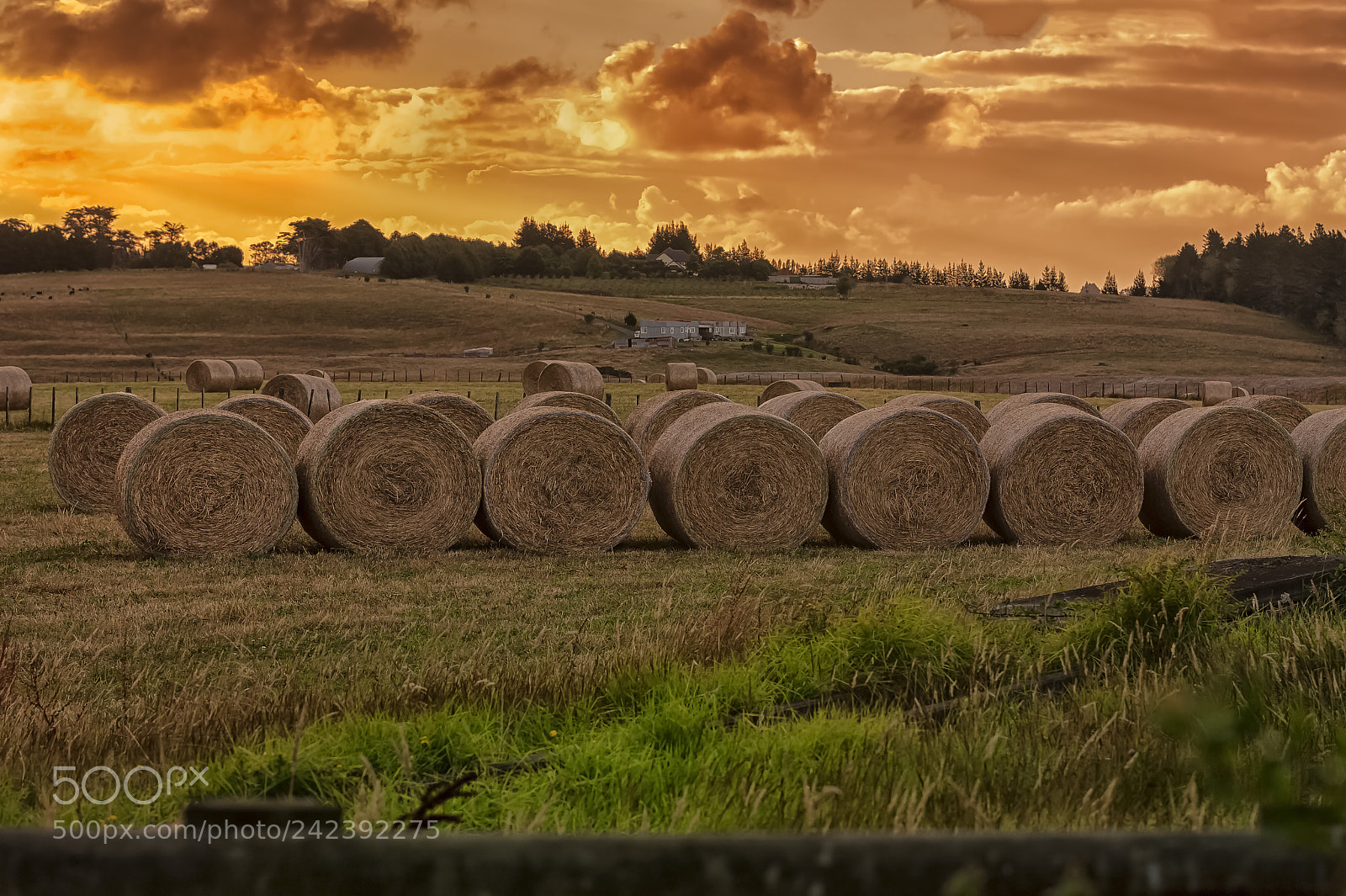 Nikon D700 sample photo. Vanishing rural scenery , hobsonville photography