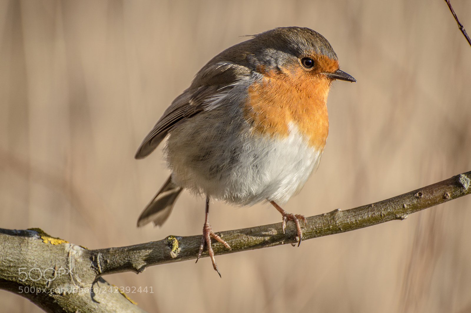 Nikon D3200 sample photo. Another gorgeous little robin photography