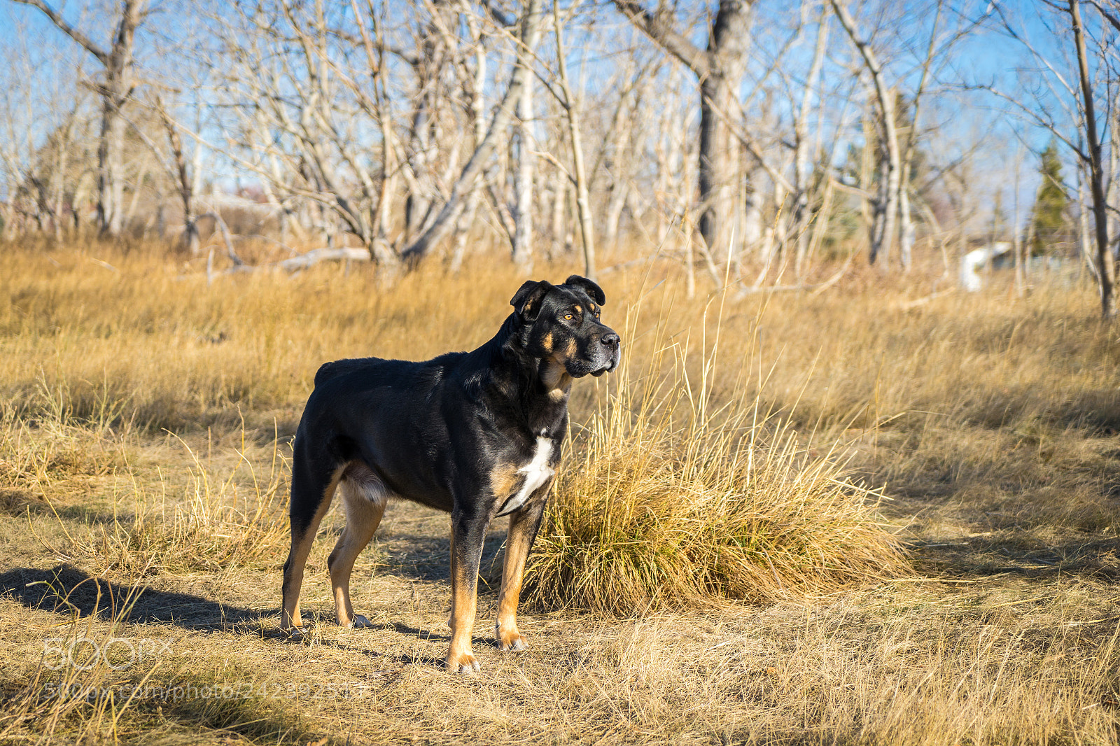 Sony a7 II sample photo. Old gent at the photography