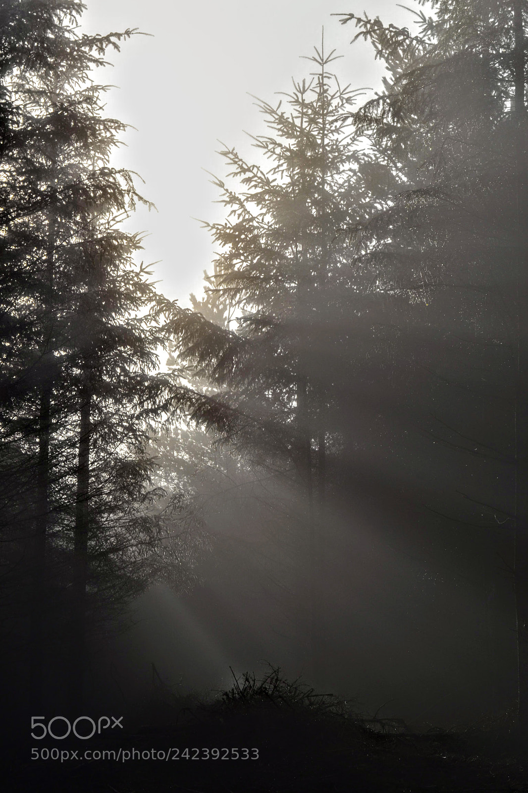 Nikon D3100 sample photo. Into the shadows photography