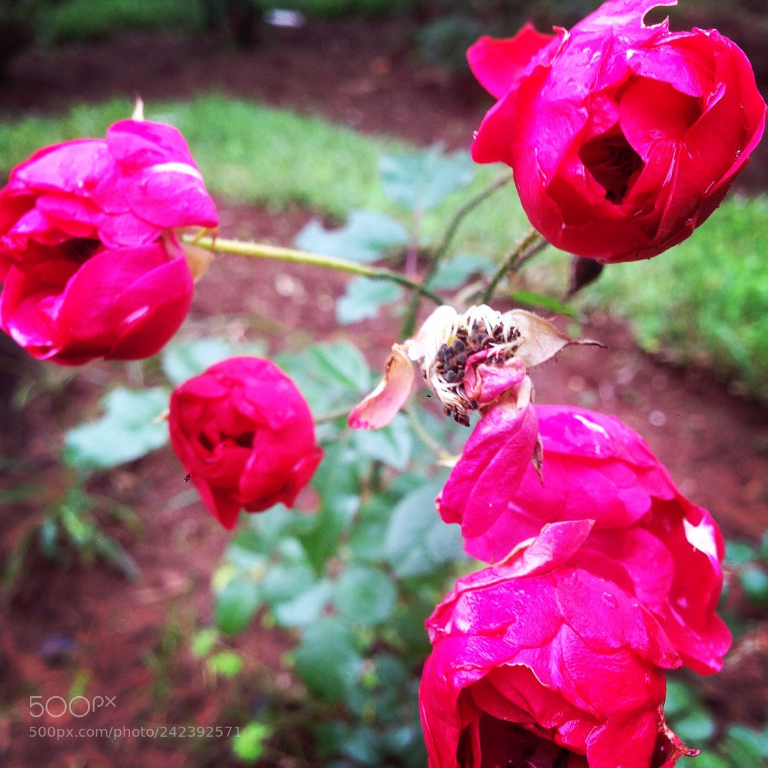 Apple iPhone 5 sample photo. Untitled photography