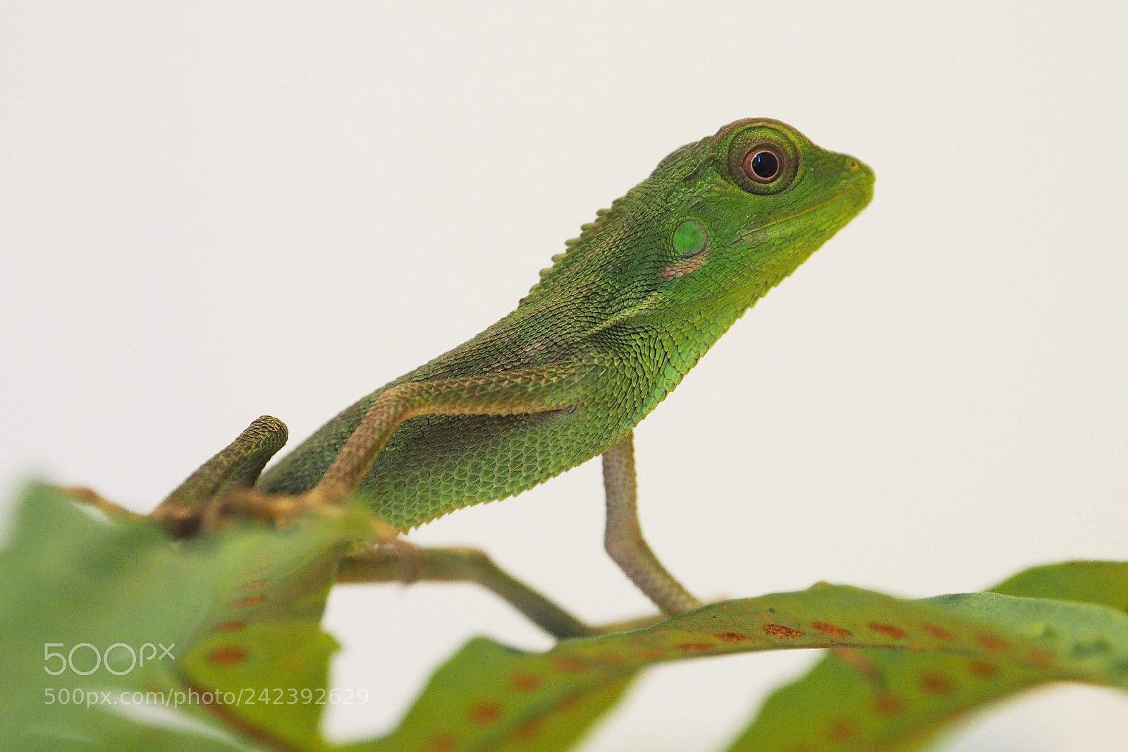 Olympus OM-D E-M10 II sample photo. Lizard pose photography