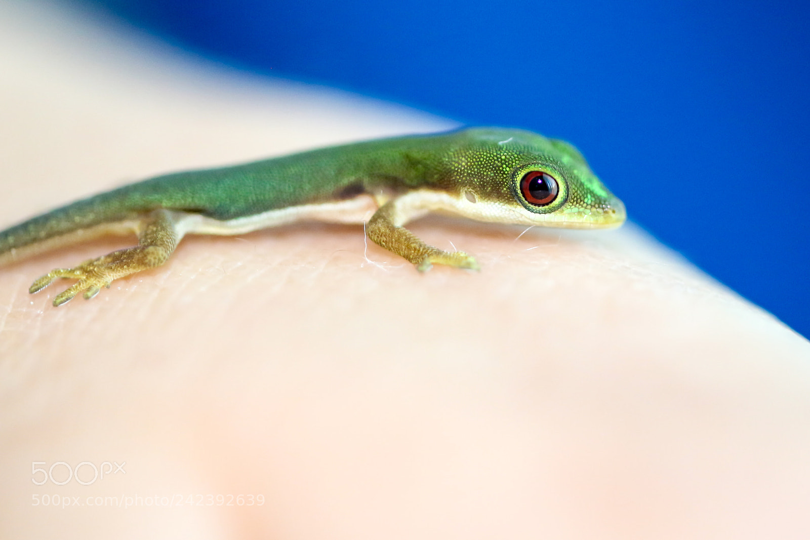 Canon EOS 100D (EOS Rebel SL1 / EOS Kiss X7) sample photo. Baby gecko photography