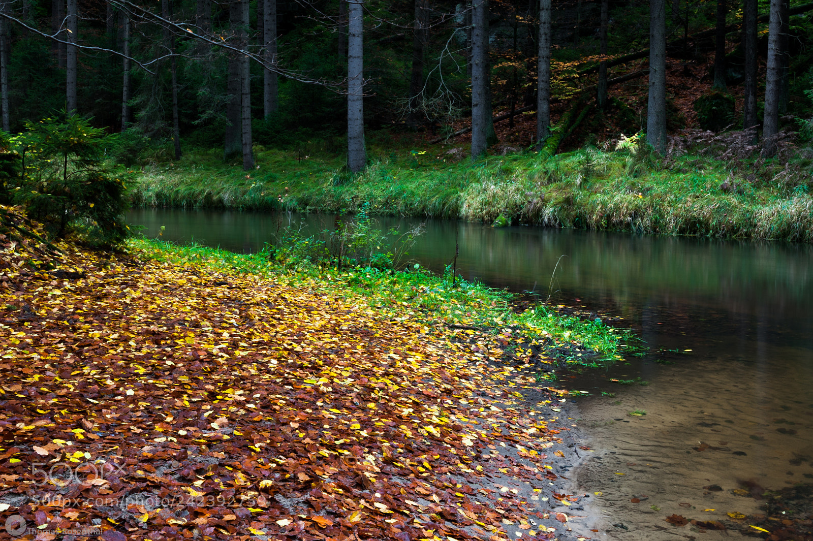 Nikon D700 sample photo. Colors of autumn photography