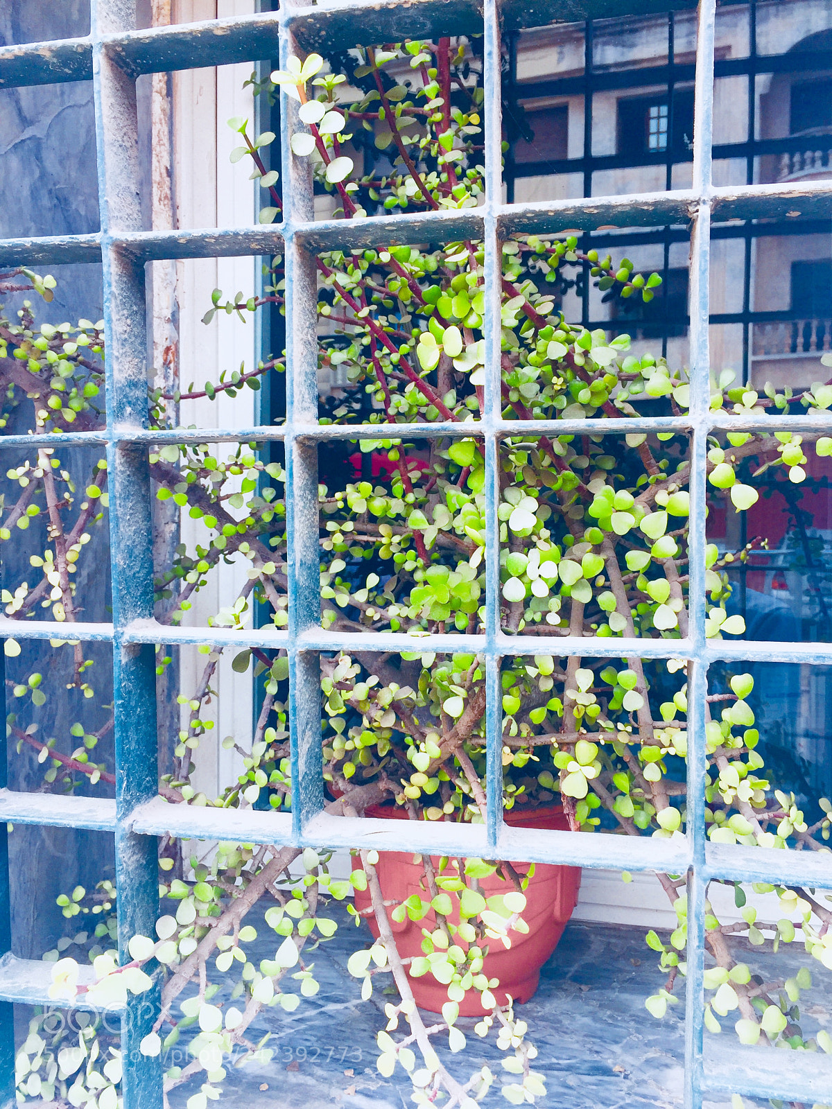 Apple iPhone 6 Plus sample photo. Untitled photography