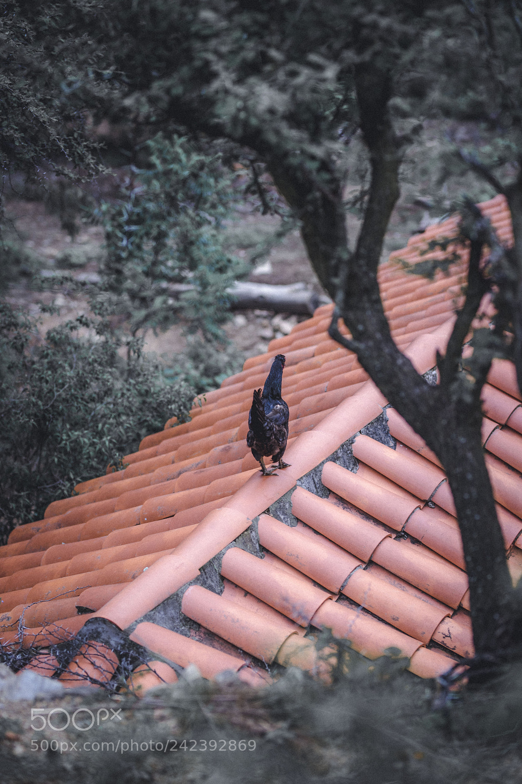 Canon EOS 6D Mark II sample photo. Marquiri #2 photography
