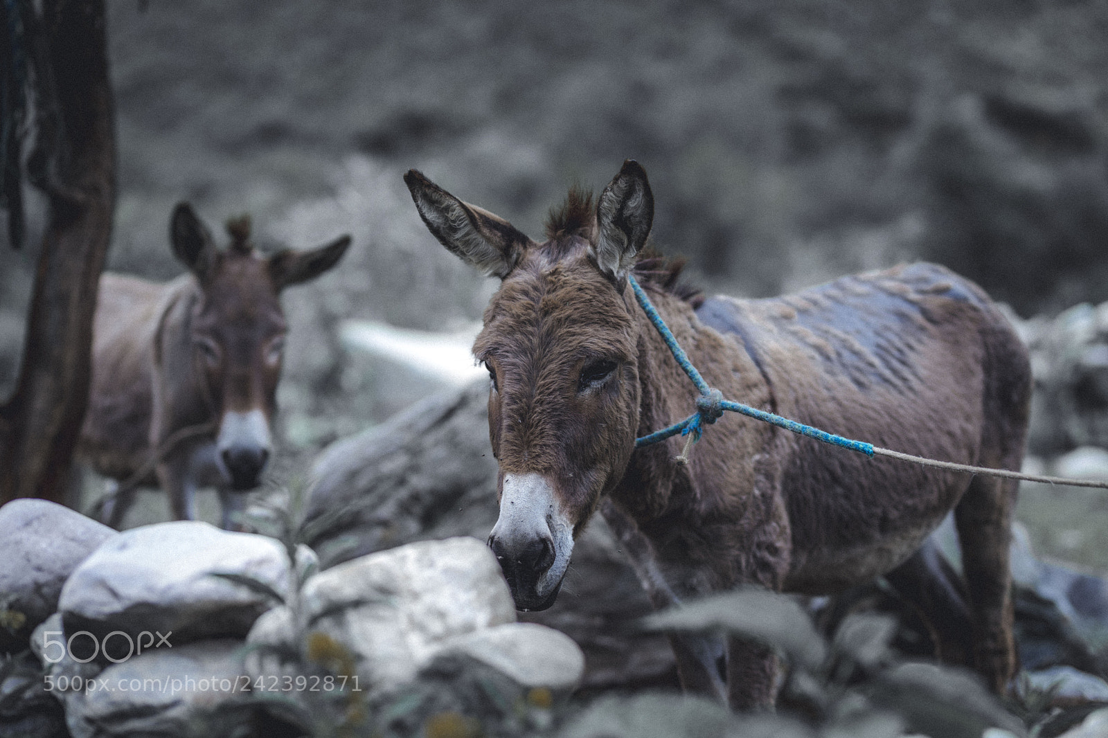 Canon EOS 6D Mark II sample photo. Marquiri #3 photography