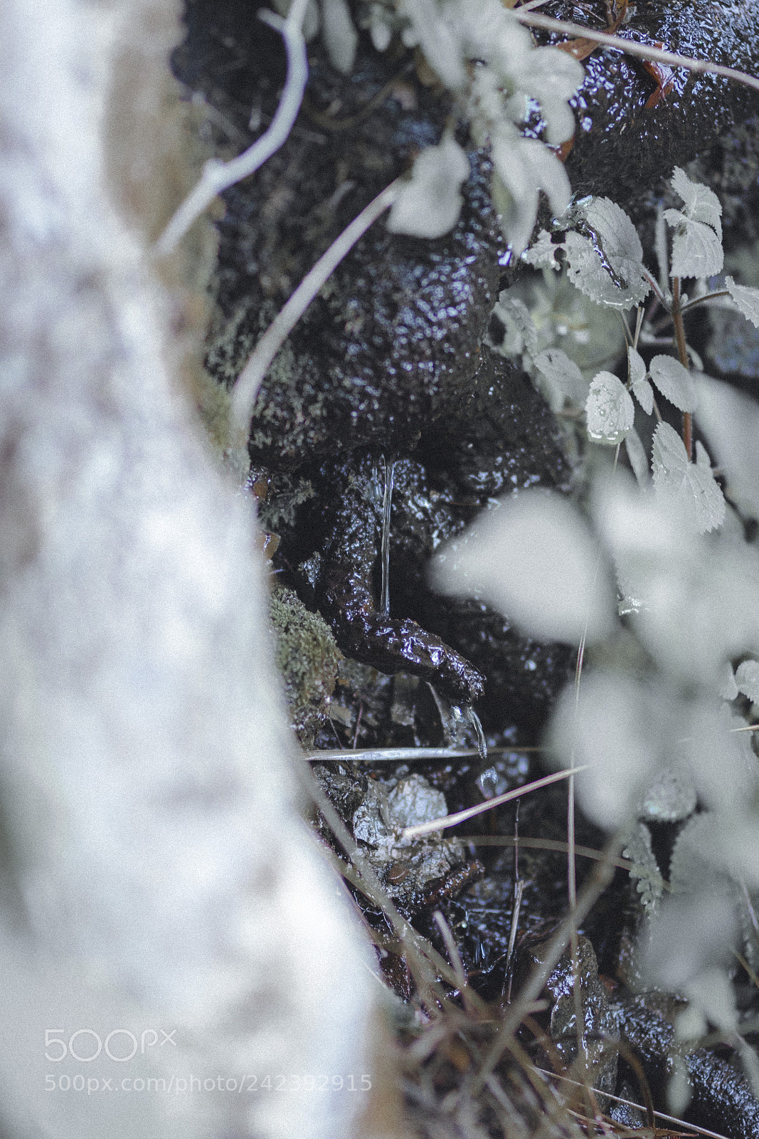 Canon EOS 6D Mark II sample photo. Marquiri #5 photography