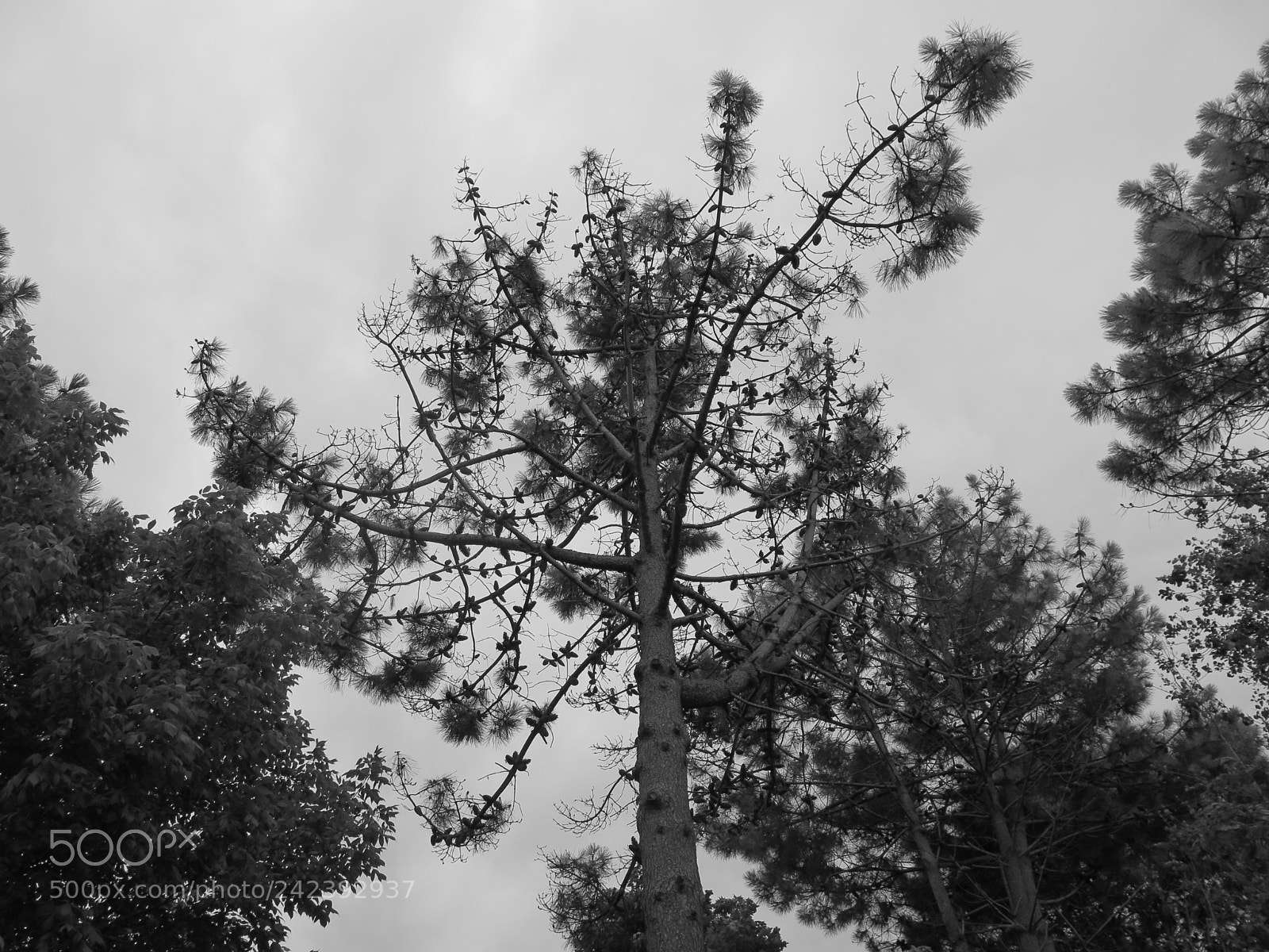 Canon PowerShot G16 sample photo. After the windstorm photography
