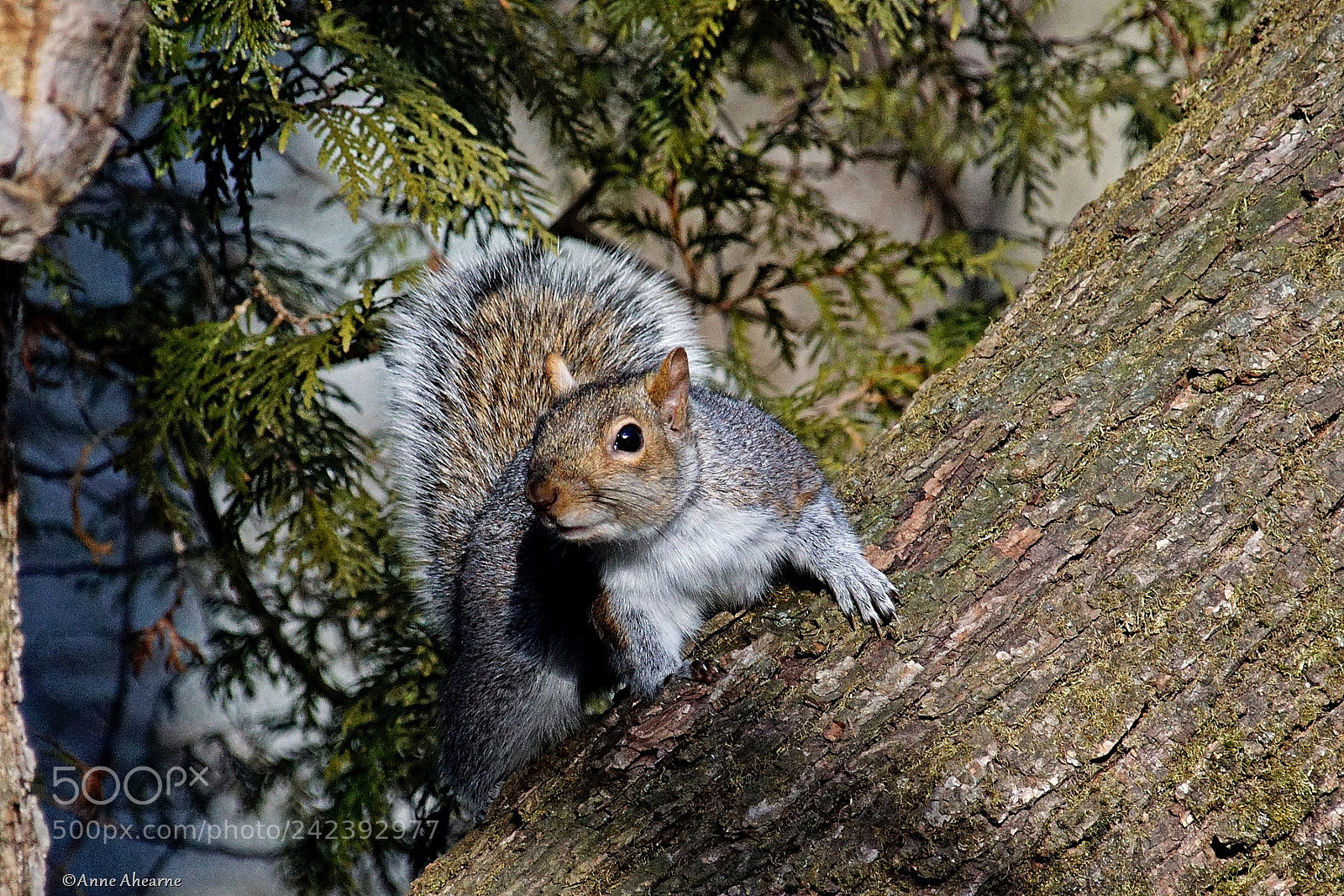 Sony ILCA-77M2 sample photo. Eastern gray squirrel photography