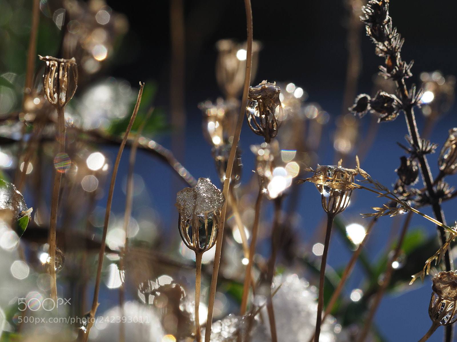 Olympus OM-D E-M1 Mark II sample photo. Miniature winter scene photography