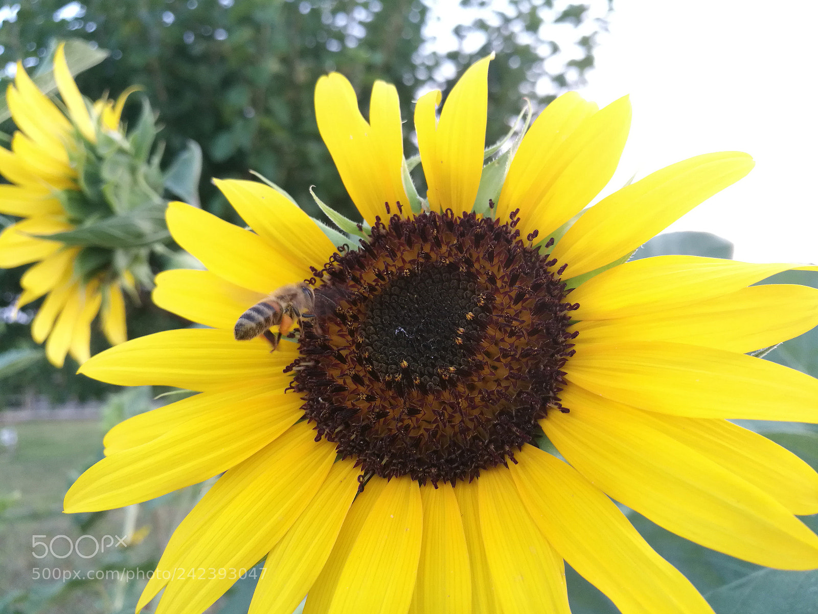 HUAWEI Honor 8 sample photo. Hdr photography