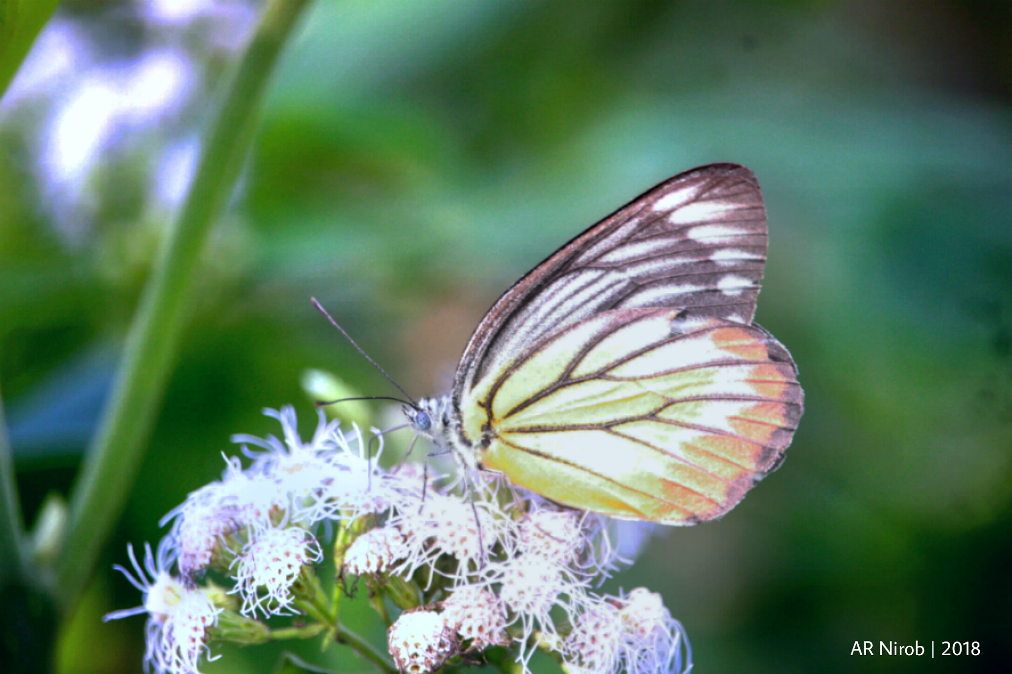 Canon EF-S 55-250mm F4-5.6 IS STM sample photo. Butterfly photography