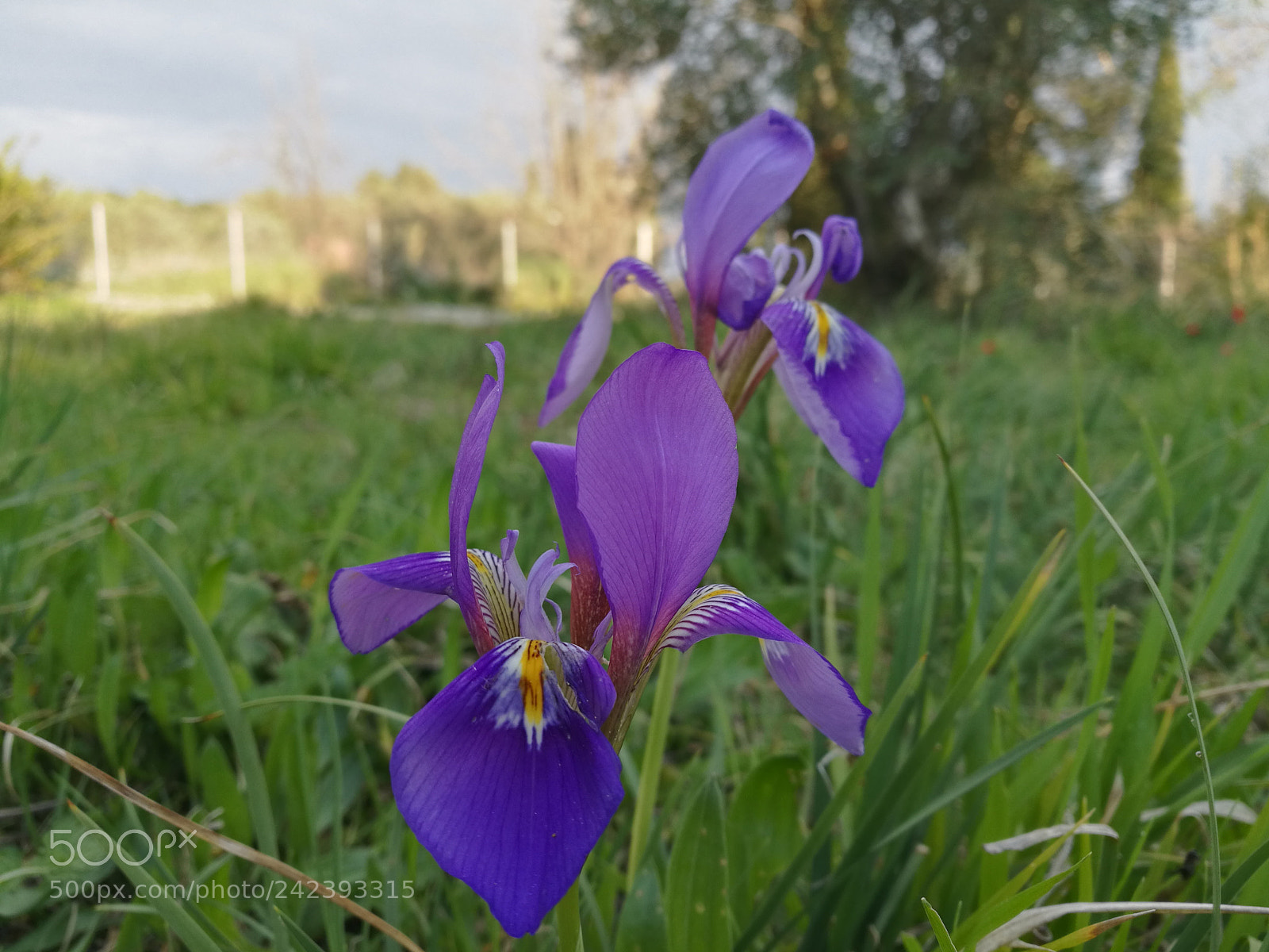 HUAWEI Honor 8 sample photo. Hdr photography