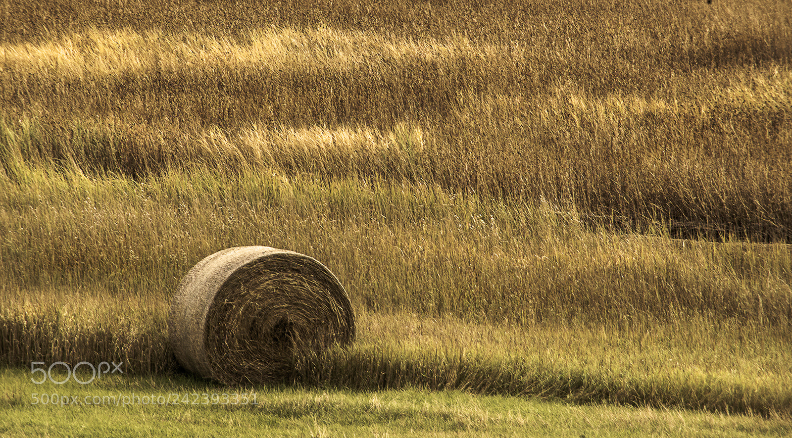 Sony a7R sample photo. Harvest photography