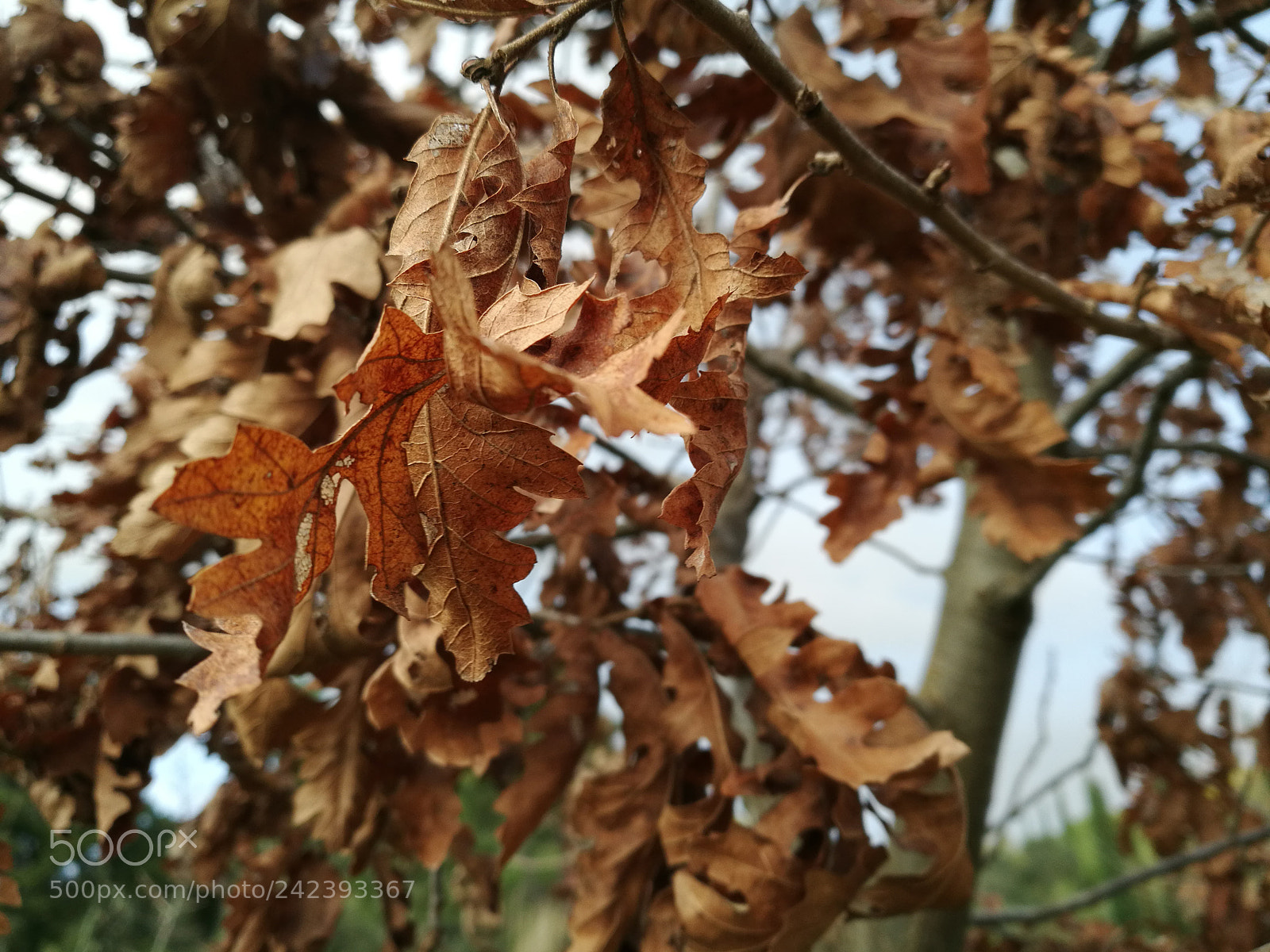 HUAWEI Honor 8 sample photo. Hdr photography