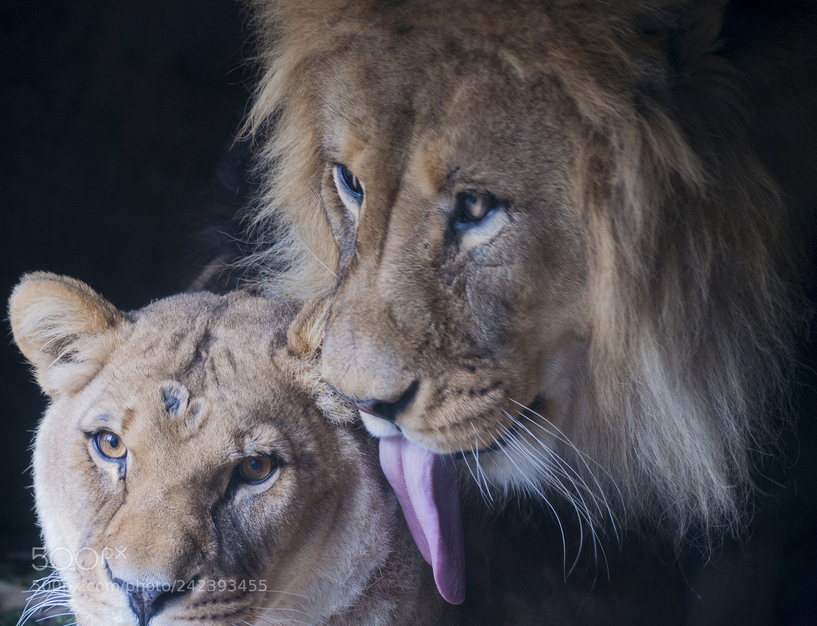 Nikon D800 sample photo. Lion couple color photography