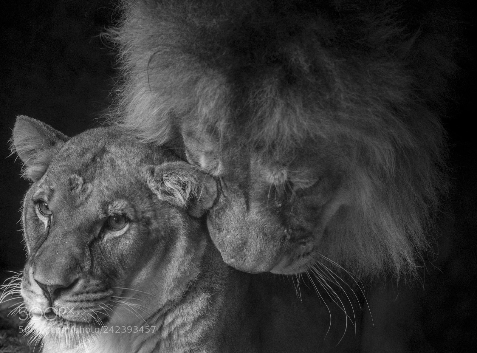 Nikon D800 sample photo. Lion couple b&w photography