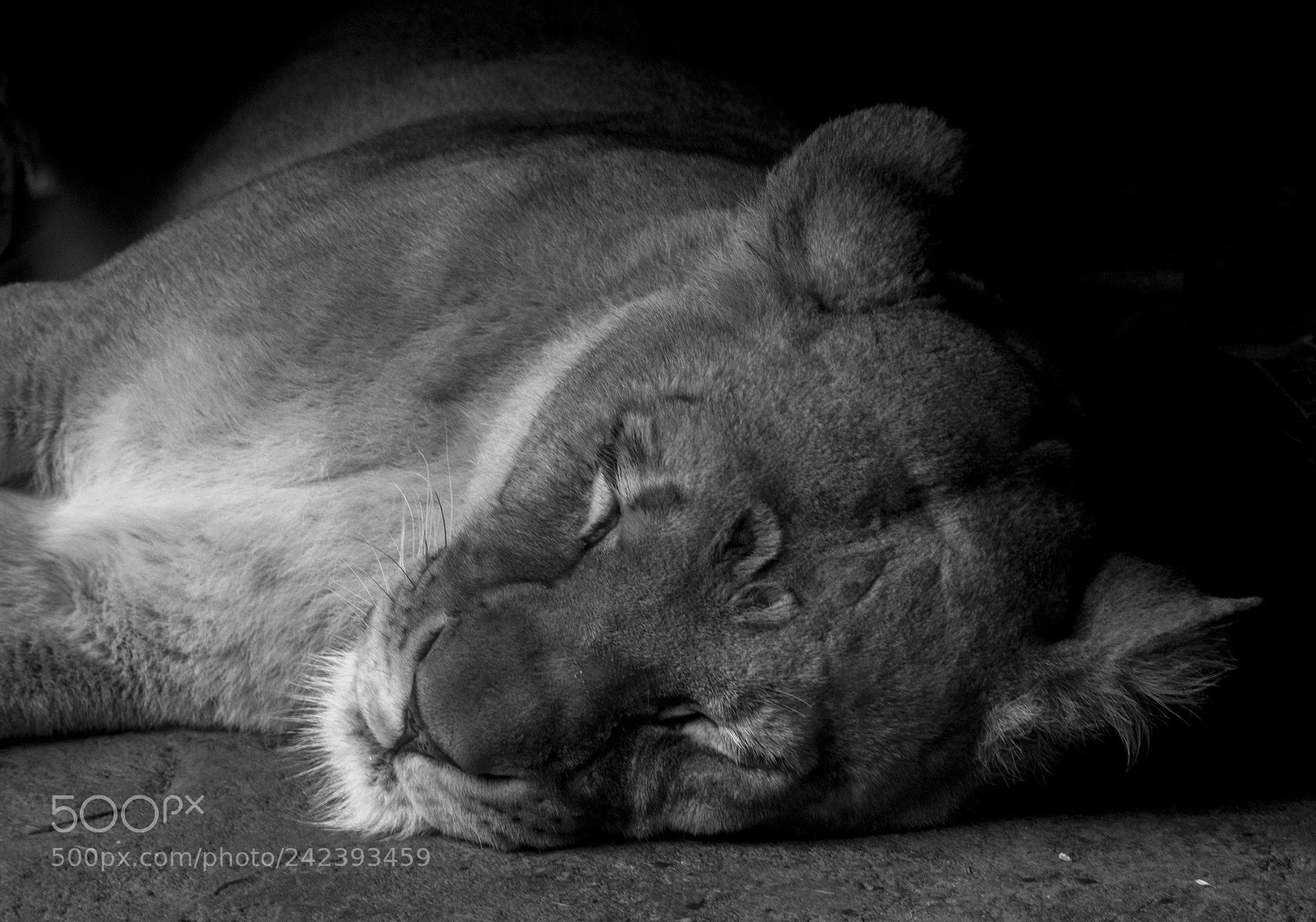 Nikon D800 sample photo. Lioness b&w photography