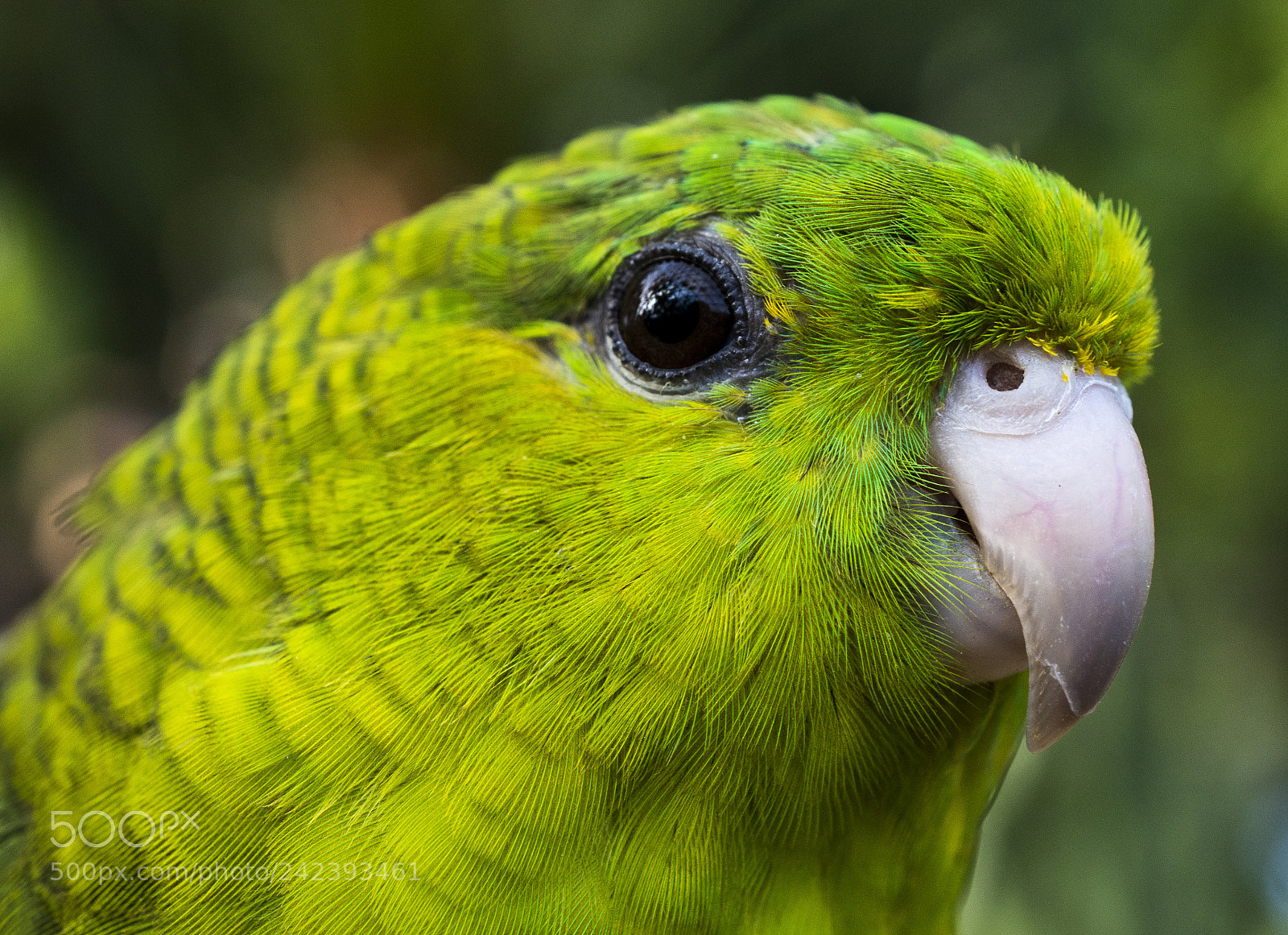 Nikon D800 sample photo. Parakeet photography