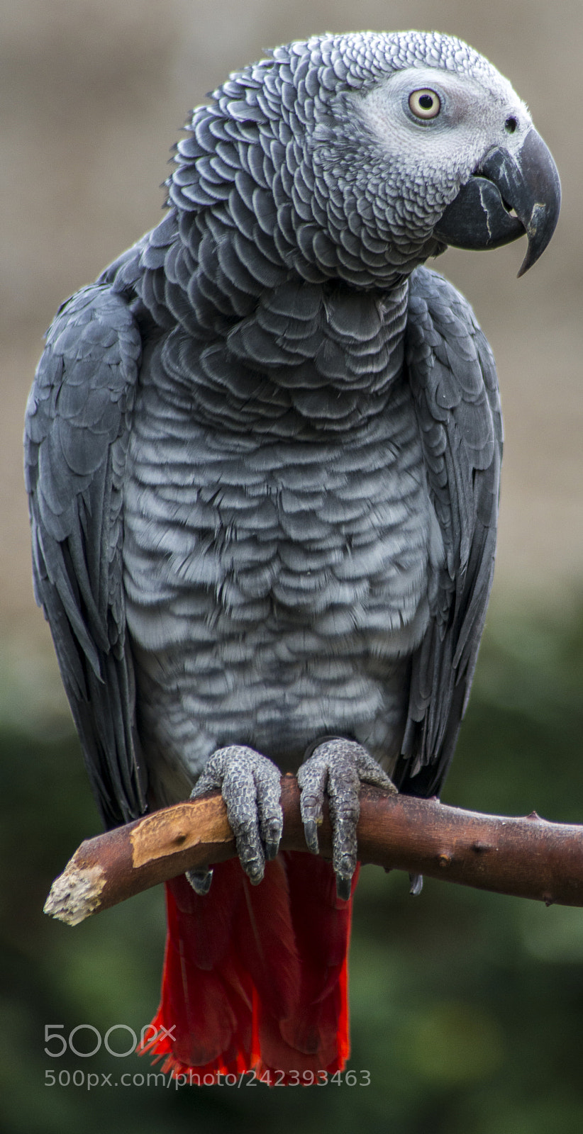 Nikon D800 sample photo. Rooty the parrot photography