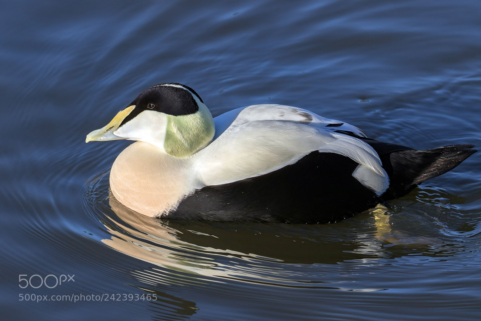 Canon EOS 7D Mark II sample photo. Eider duck photography