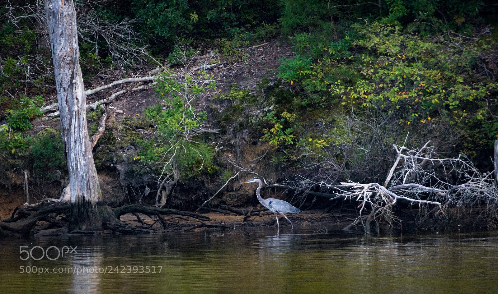Nikon D7200 sample photo. Heron photography