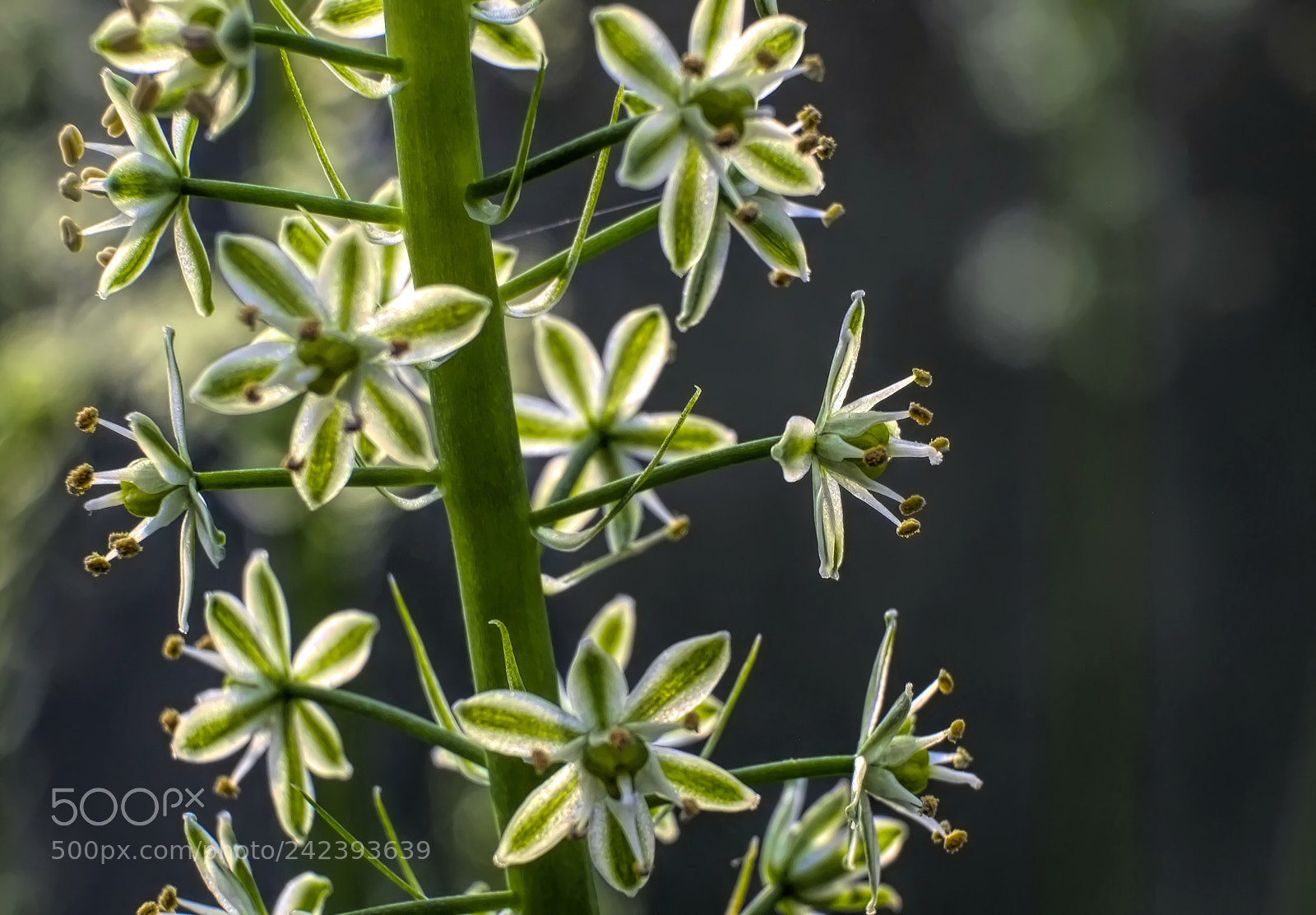 Fujifilm X-E1 sample photo. Ornithogalum photography