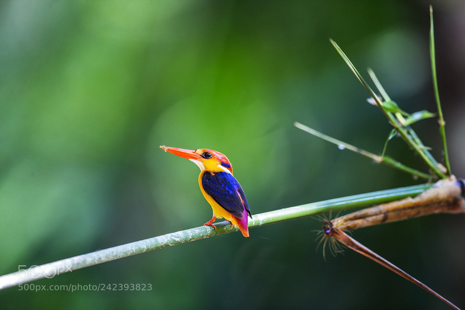 Canon EOS-1D X sample photo. Thailand photography