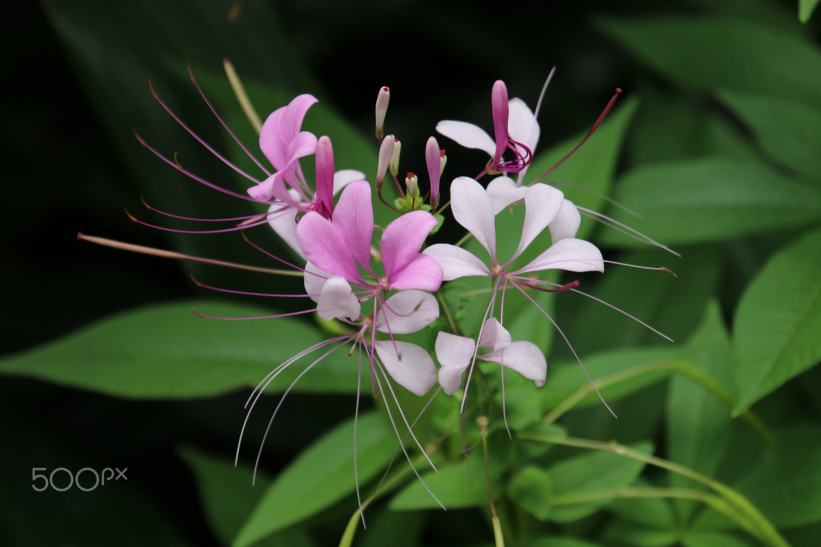 Canon EOS 70D + Tamron 16-300mm F3.5-6.3 Di II VC PZD Macro sample photo. Soft color tropical flower photography