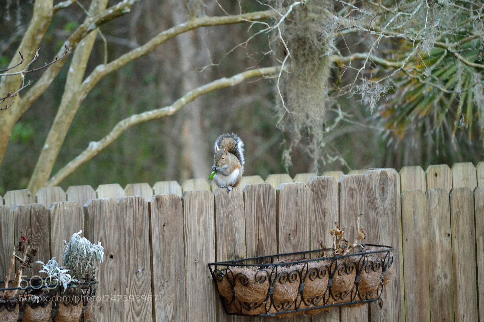 Nikon D3100 sample photo. On the fence. photography