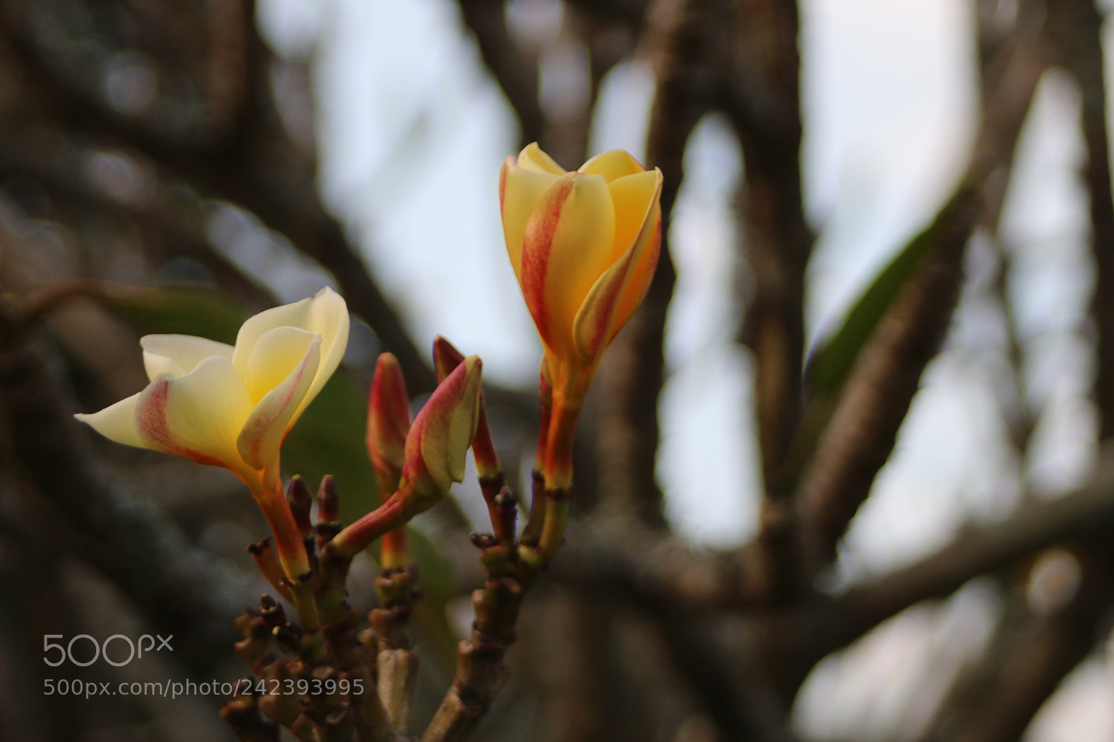 Canon EOS 70D sample photo. Yellow amd tropical colors photography
