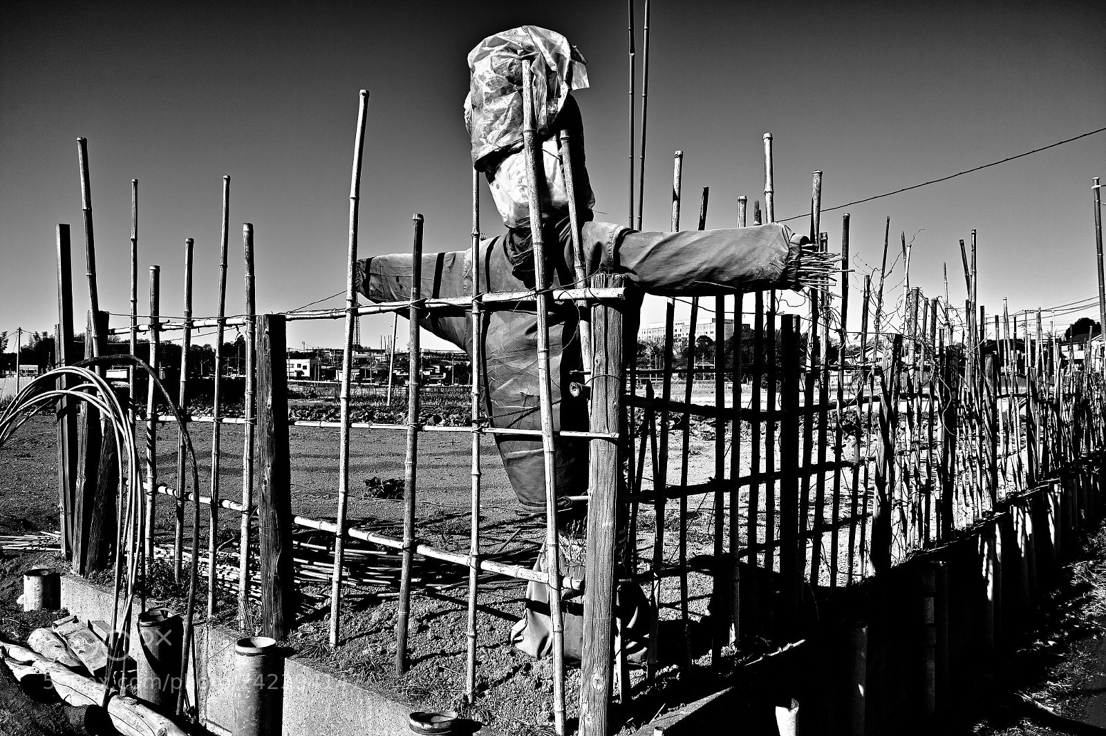 Sigma DP1 Merrill sample photo. Populism photography