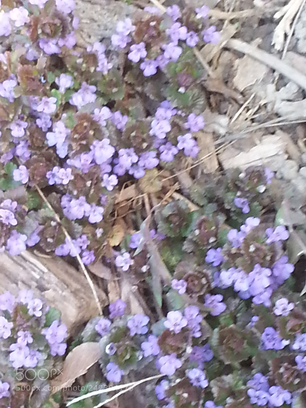 Samsung Galaxy S3 sample photo. Untitled photography