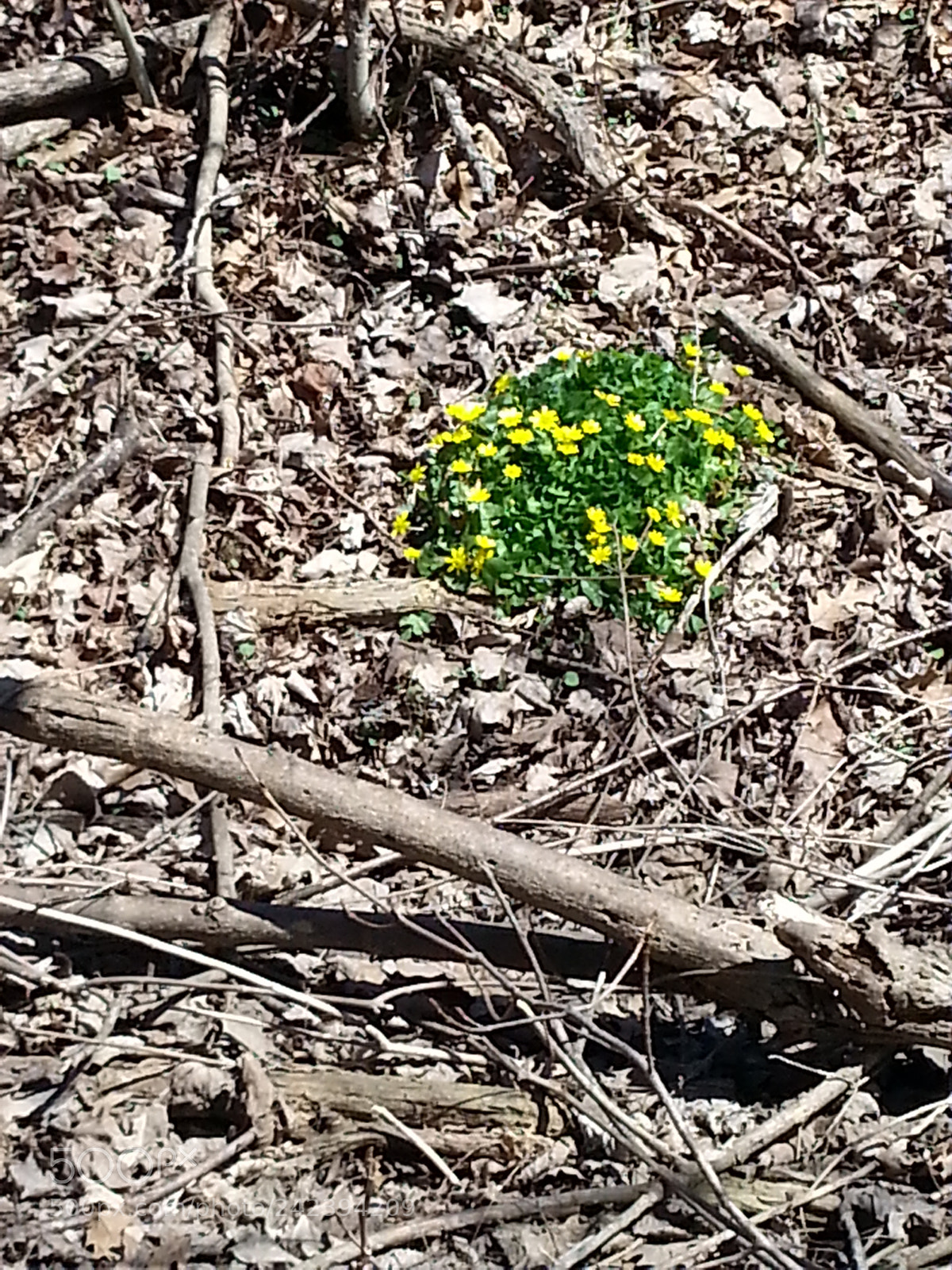 Samsung Galaxy S3 sample photo. Untitled photography