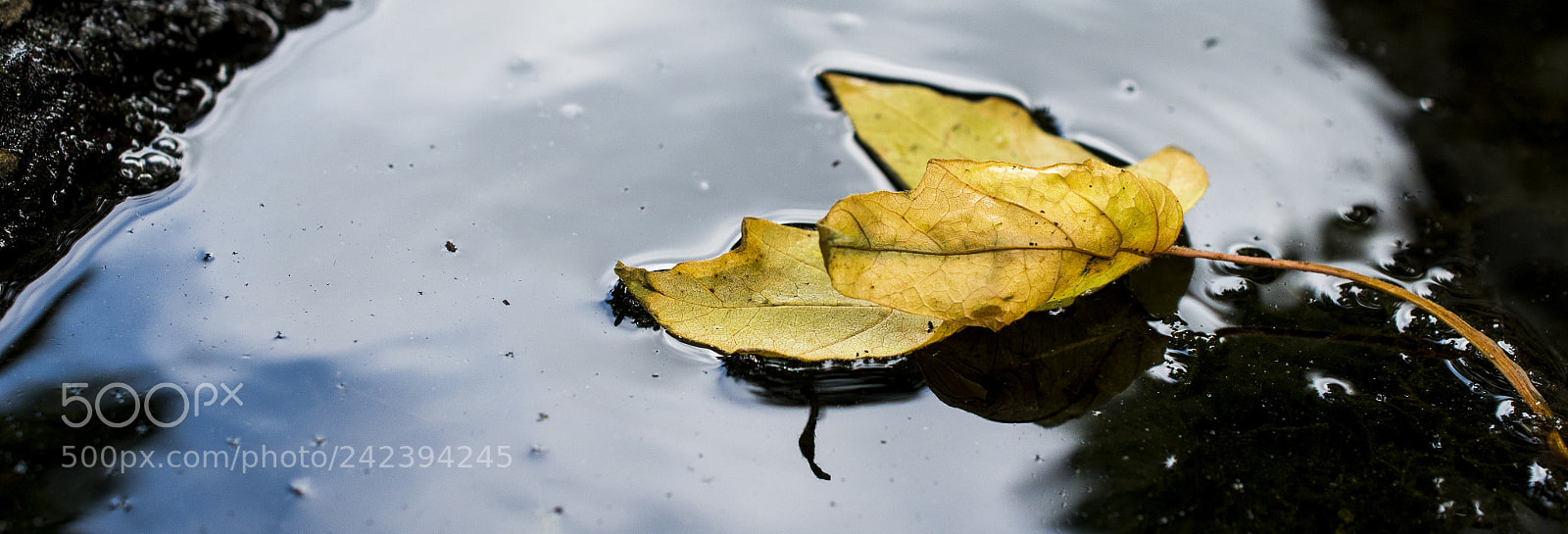 Nikon D800 sample photo. Sampaulesi daystanley park photography