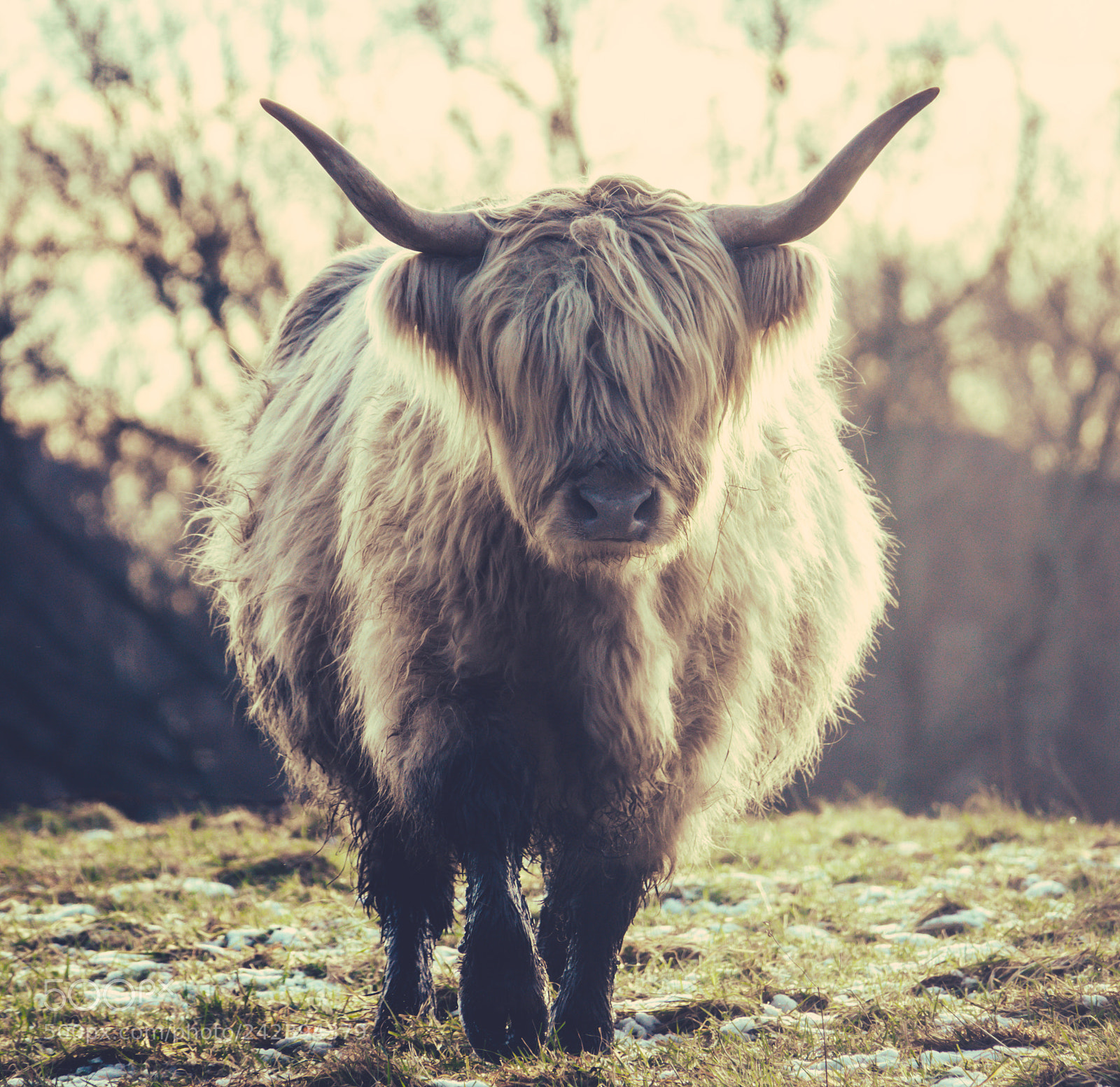 Sony Cyber-shot DSC-RX10 III sample photo. Scottish highland cow photography