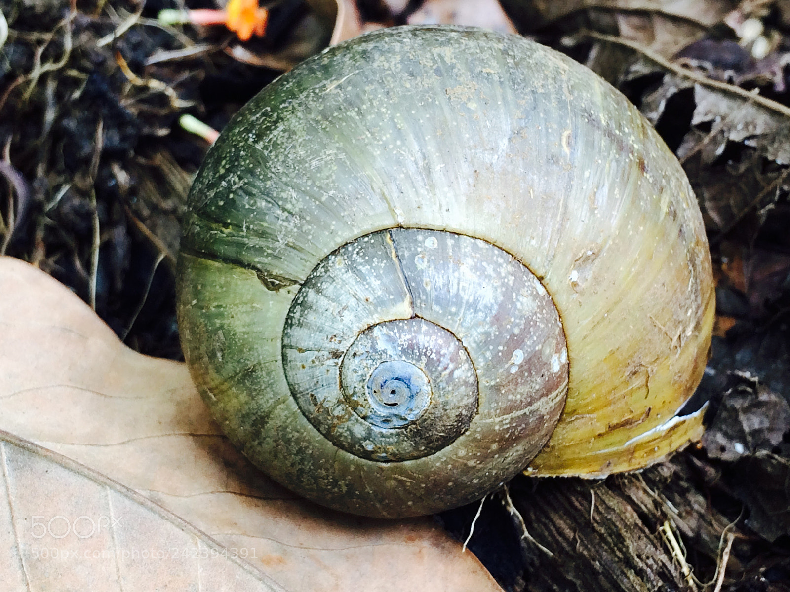 Apple iPhone 5s sample photo. A snail shell in photography