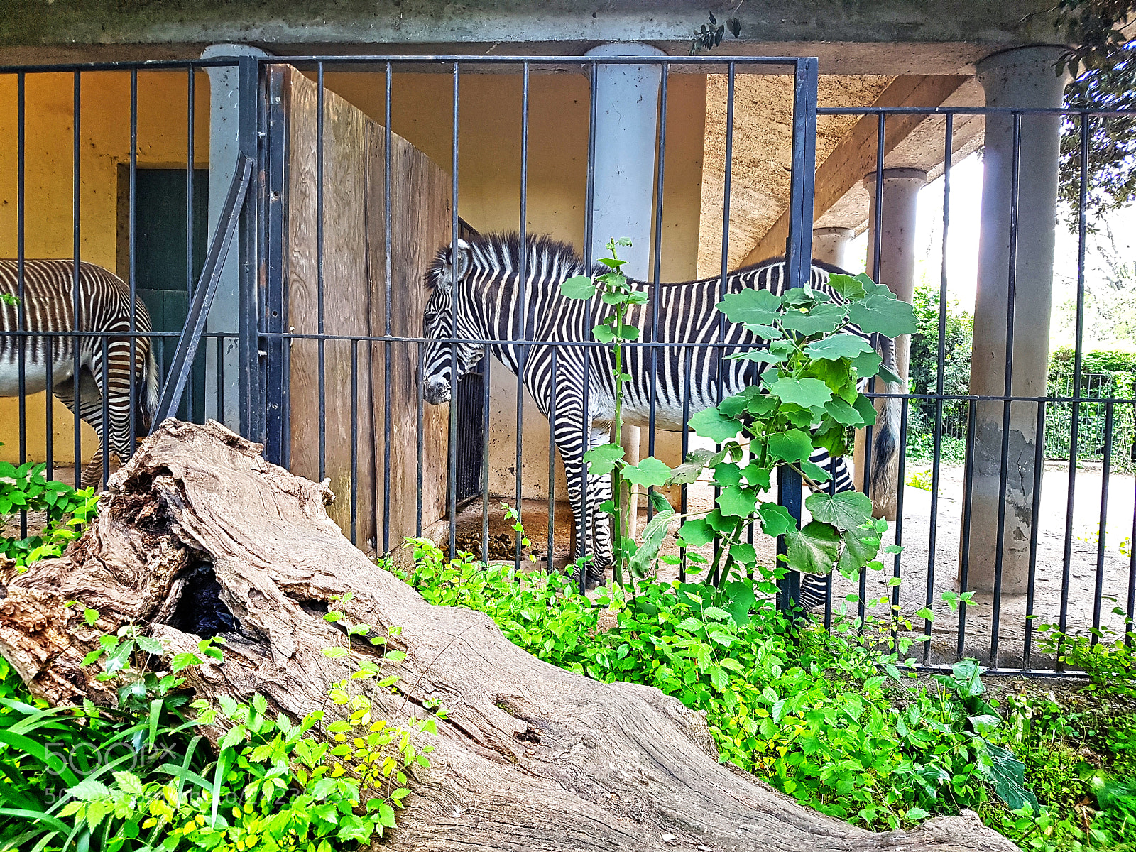 Samsung Galaxy S7 Edge sample photo. Zebra photography